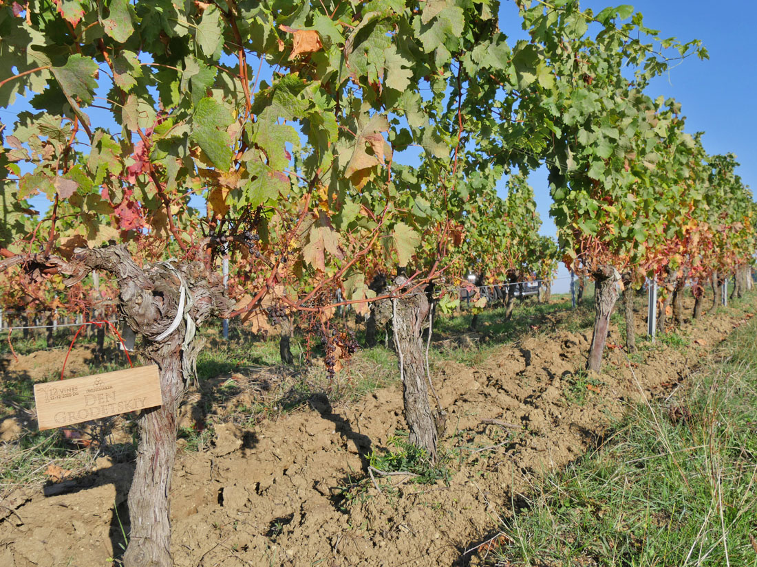 Виноградник на урожай